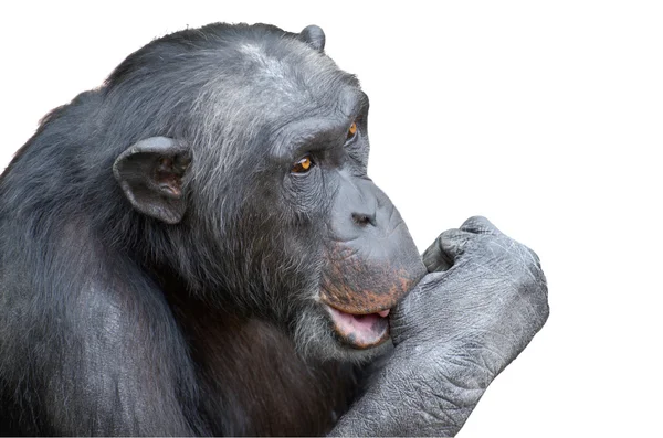Schimpans suger tummen isolerade — Stockfoto