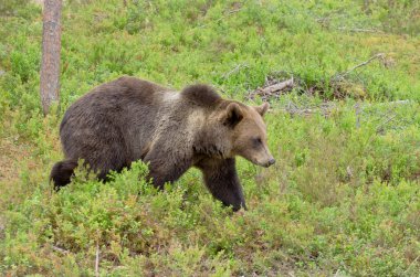 boz ayı yürüyüş