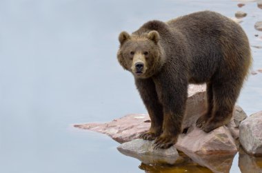 Brown bear close to a river