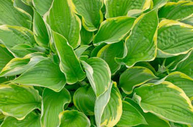 Kıvrılmış muz lily (Hosta crispula)