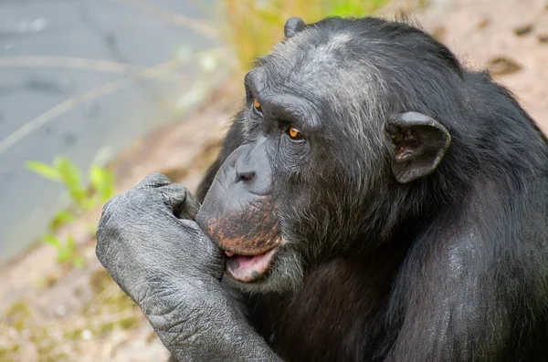 Chimpanzé sucer son pouce — Photo