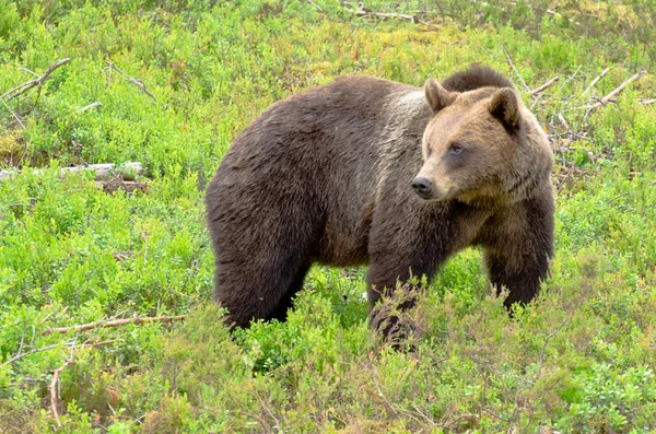 Kahverengi Ayı (Ursus arctos) — Stok fotoğraf