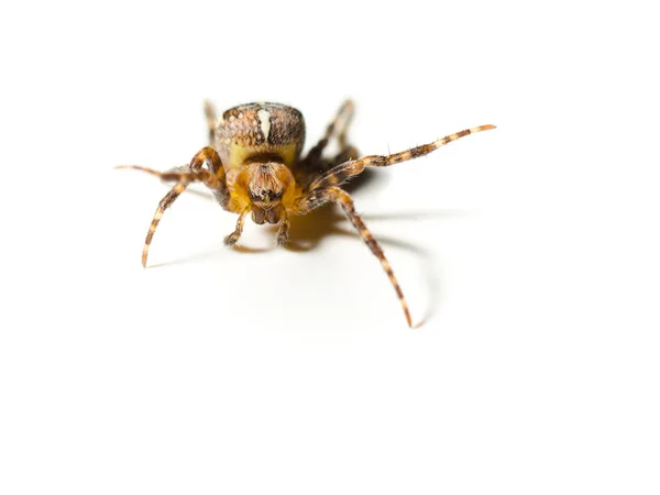 Aranha andando — Fotografia de Stock