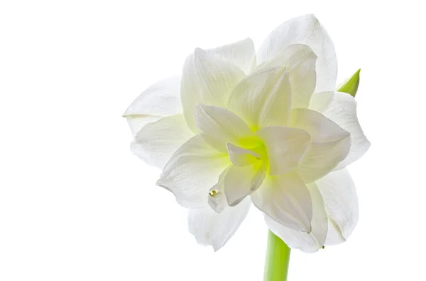 Weiße Amaryllis (Hippeastrum-Arten) isoliert — Stockfoto