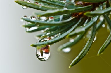 Ladin üzerinde su damlası
