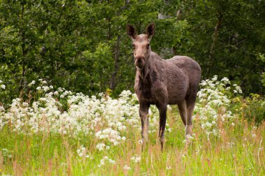 Geyik inek (Alces alces)