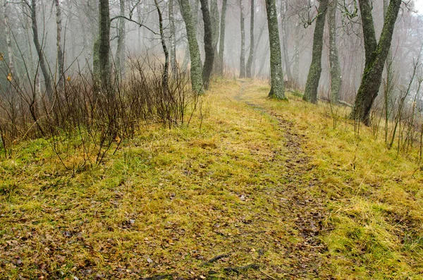Foggy trail — Stock Photo, Image