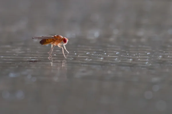 Meyve sineği (Drosophila Melanogaster)