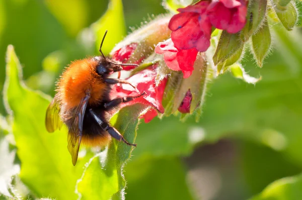 Bumble bee on flower — Stock Photo, Image
