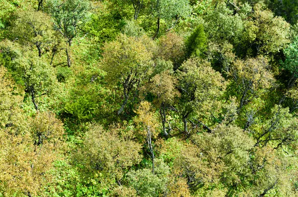 Деревья, видимые сверху Стоковое Фото