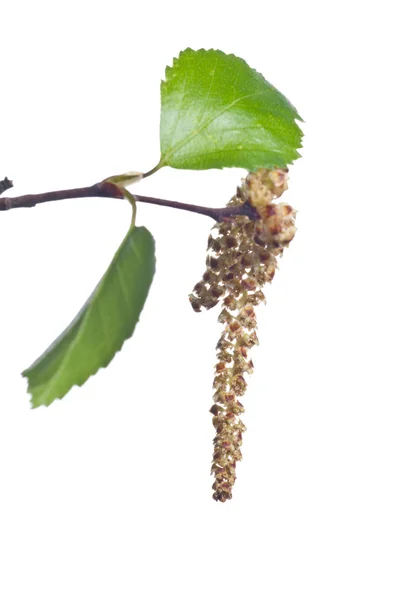 Catkin — Stock Image Catkin Stock Picture