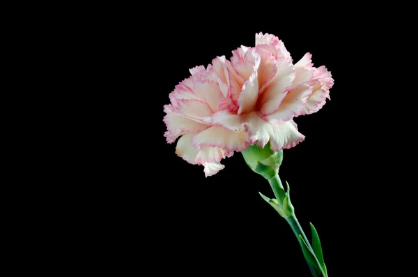 Růžový karafiát (dianthus caryophyllus) — Stock fotografie