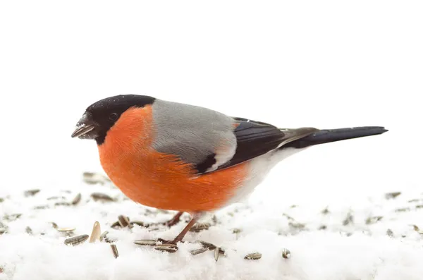 Kuş ortak şakrak kuşu (Pyrrhula pyrrhula)