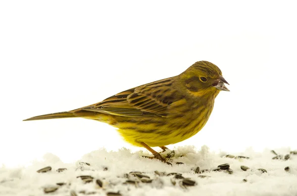 Птица Йеллоухаммер (Emberiza citrinella ) — стоковое фото