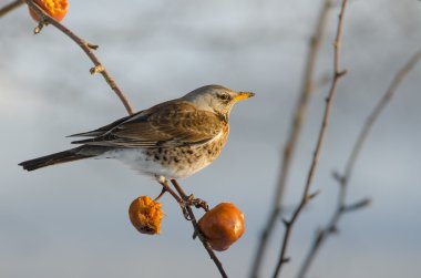 Kuş Fieldfare (Turdus pilaris)