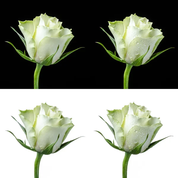 Collage de una rosa blanca — Foto de Stock