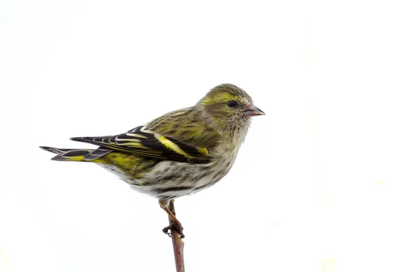 Vrouwelijke Sijs — Stockfoto