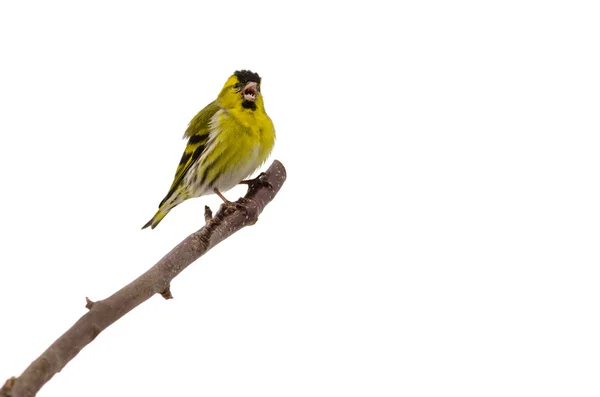 Uccello canterino — Foto Stock