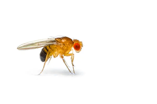 Fruit fly — Stock Photo, Image