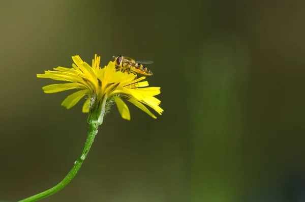 Навесные мухи на желтый цветок — стоковое фото