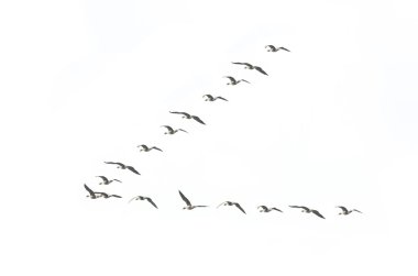 Migrating geese formation clipart