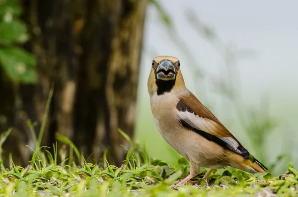 Hawfinch — 图库照片