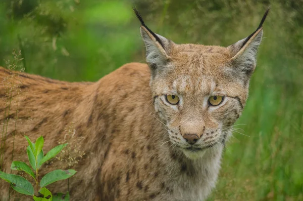 Lynx の狩猟 — ストック写真