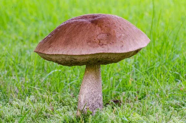 Jersey cow mushroom — Stock Photo, Image