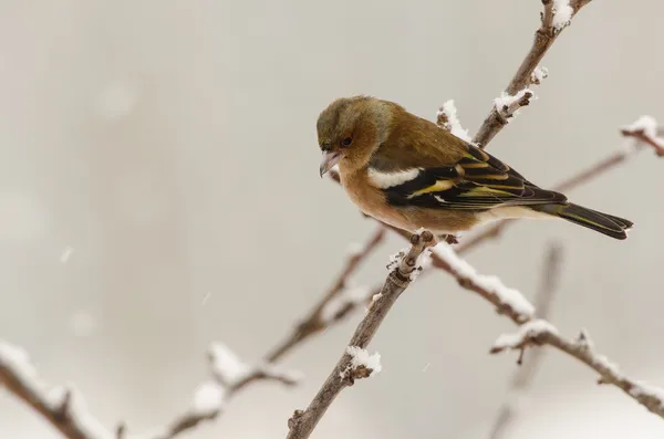 여성 chaffinch 새 겨울 — 스톡 사진