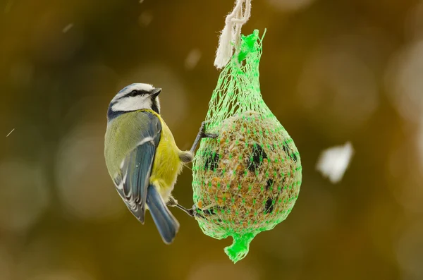 Mavi baştankara besleme