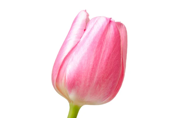 Růžová Tulipán — Stock fotografie