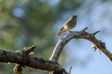 çıvgın (phylloscopus collybita) kuş