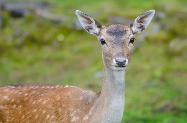 Fallow deer doe — Stock Photo, Image