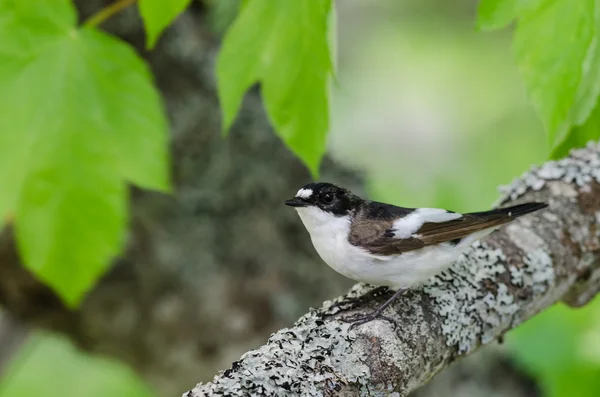 ムナジロ ヒタキ （キビタキ hypoleuca) 鳥 — ストック写真