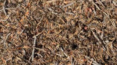 karınca karıncalar