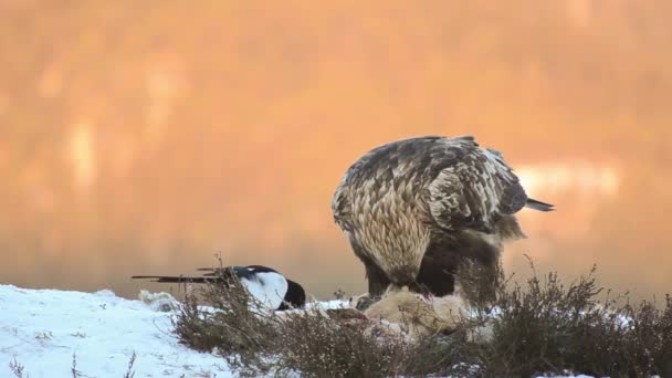 Golden eagle feeding on a deer — Stock Video