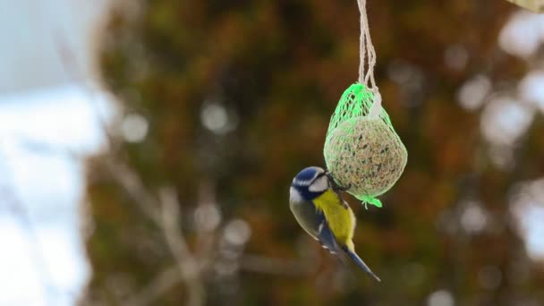 Teta azul comiendo aves — Vídeo de stock