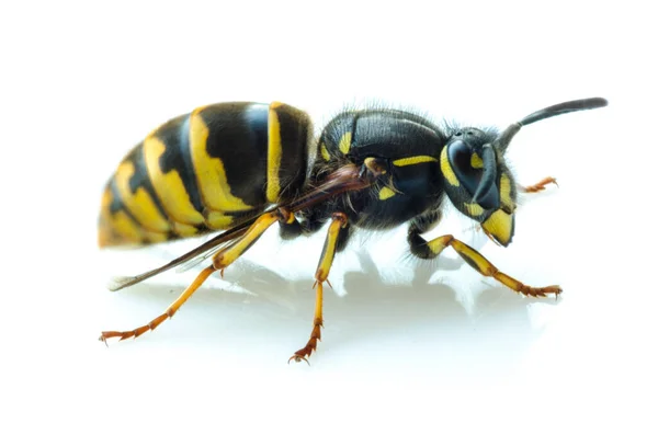 Close Alive European Hornet White Background — ストック写真