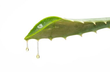 Aloe vera gel dripping from cactus isolated on white background