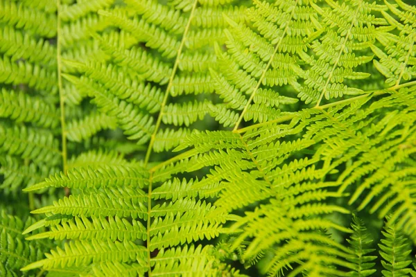 Fern — Stock Photo, Image