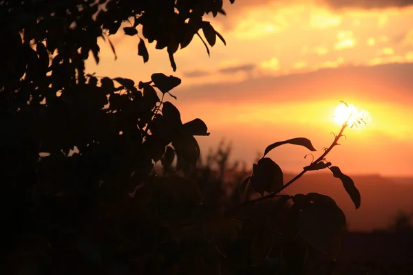 Summer sunset — Stock Photo, Image