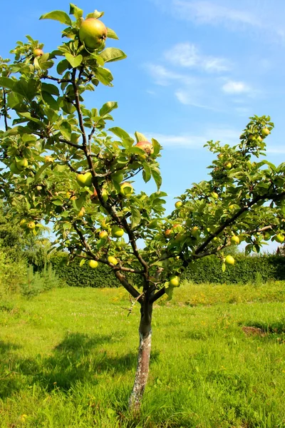 Manzana — Foto de Stock