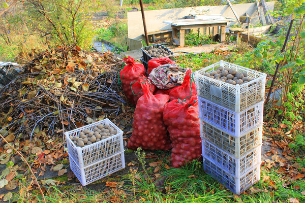 Potatoes in bags