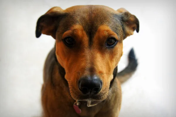 Mascotas el cachorro — Foto de Stock