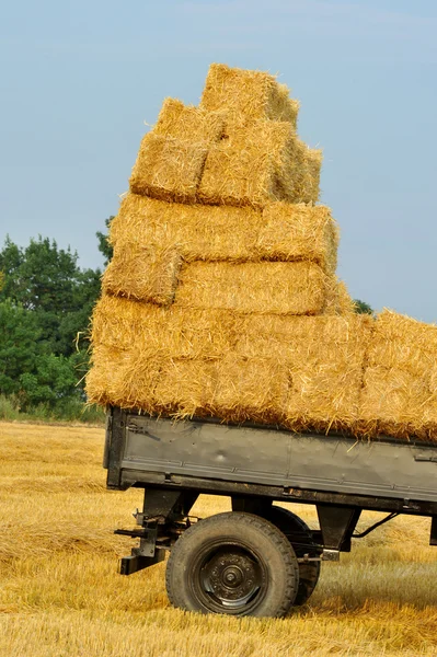 Heuhaufen auf einem Karren — Stockfoto