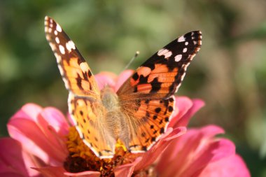 Painted lady ve zinnia çiçeği pembe kelebek