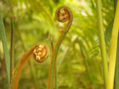 Fern bitki