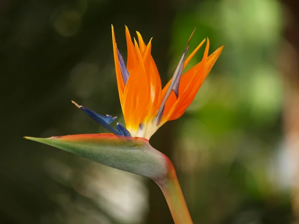 Стрелиця, райская птица, экзотические цветы — стоковое фото