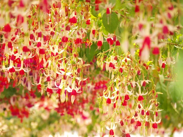 Flor roja fucsia —  Fotos de Stock