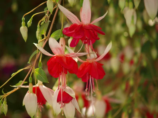 Fiore rosso fucsia — Foto Stock